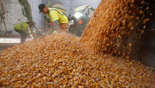 El efecto Rusia Ucrania en el precio de los granos - Cadena de Mando